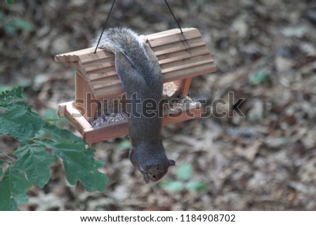 squirrel hanging off bird feeder