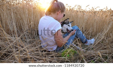 Profile of happy woman with blonde hair holding in hand golden spikelet and playing with her siberian husky at ripe wheat meadow. Young girl in sunglasses sitting with her pet at field on sunset.