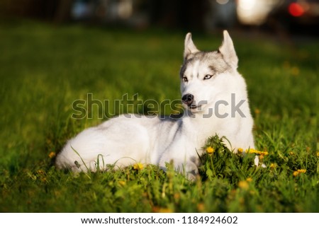 An evening portrait of a Siberian husky who is lying down at grass at the city park and looks left. There are some dandelions around her. A grey & white female husky bitch has blue eyes.