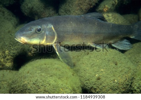 White Sucker underwater in the St. Lawrence River Royalty-Free Stock Photo #1184939308
