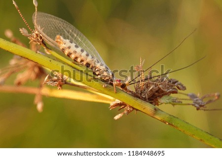 beautiful colored lacewing