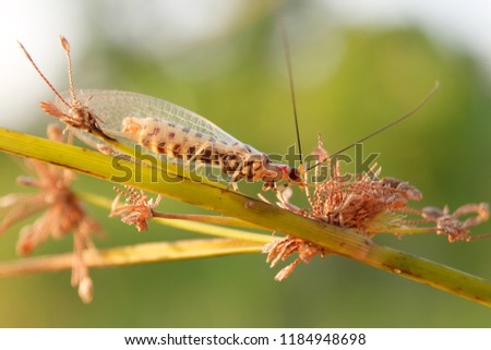 beautiful colored lacewing
