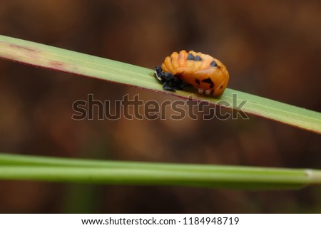 son of a lady bug