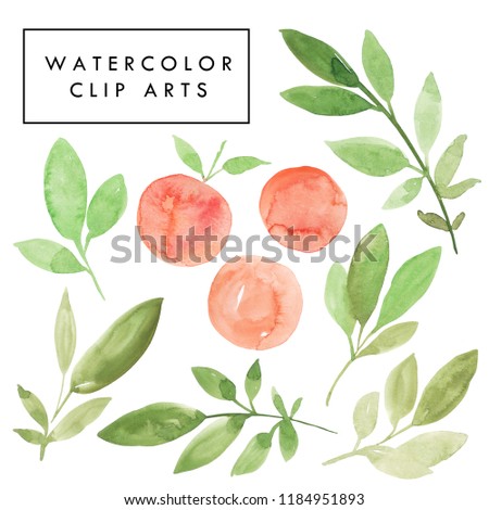 Hand drawn watercolor illustration of green branches with leaves and orange peaches. Isolated on white watercolor artistic floral clip art.
