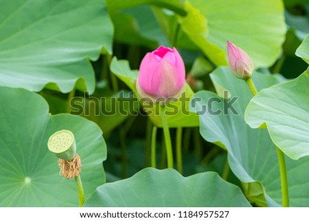 a lot of beautiful lotus
