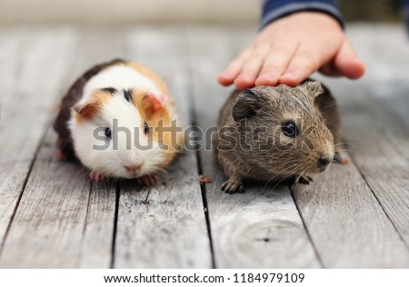 Child pats pet guinea pig hamster on wood putside