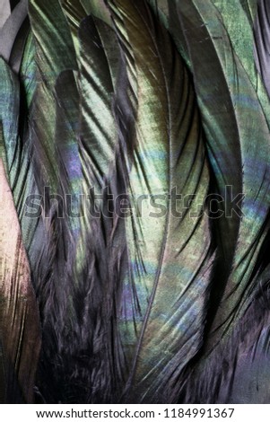 Luminous and Iridescent Bird Feathers