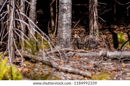 Female wild turkey and poults in a forest setting north Quebec Canada.