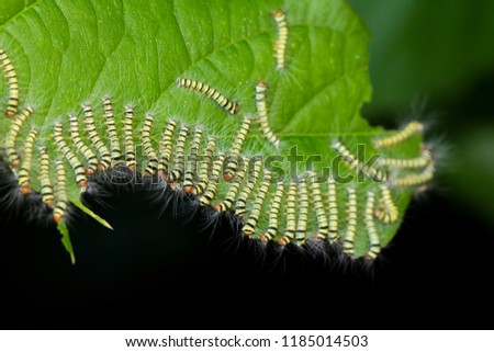 A group of worm are eating green leaves