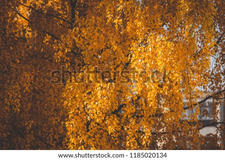 Birch at autumn yellow leaves