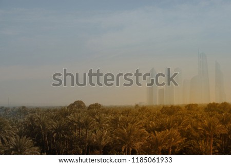 a forest of palm trees in the rays of the sunset against the sky and skyscrapers. city in the desert. conceptual photography. Cityscape with beautiful park with palm trees 