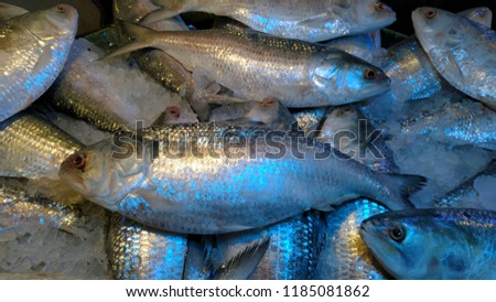 Photography of tasty sea Hilsa fish in Bangladesh. 