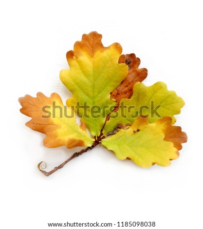 Autumn composition. Oak  leaves on pastel background. Autumn, fall concept. Flat lay, top view autumn bouquet.