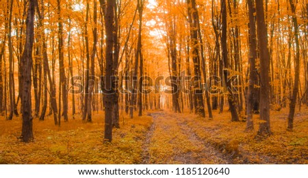 Golden autumn forest with road
