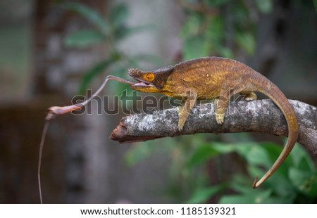 Red Panther chameleon