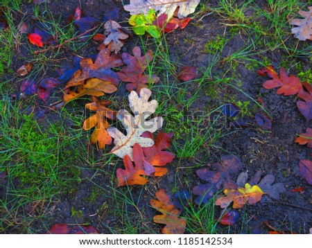 Colorful Oak leaves on ground with brown dirt and green grass