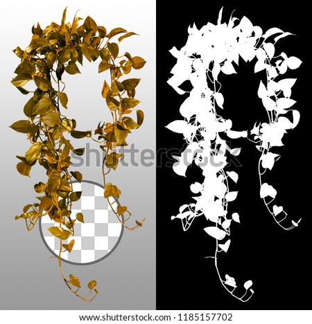 Ivy. Climbing plant in autumn isolated on transparent background via an alpha channel of great precision. Very high quality mask without unwanted edge. High resolution for professional composition.