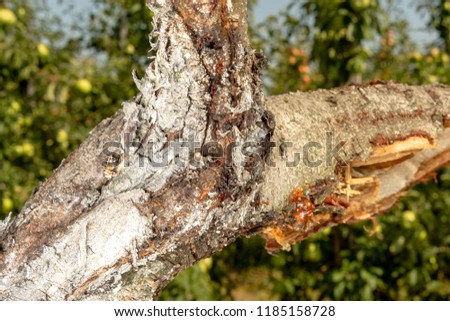 Parasitic defeat of tree and fruit peach close-up. The concept of protecting an orchard from pests