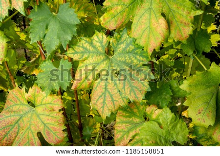 Disease of leaves and vines of a grape close up of defeat of rot and parasites. The concept of protecting the industrial plant of grapes
