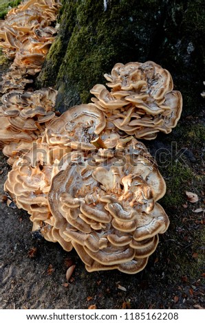 big mushroom on a tree trunk