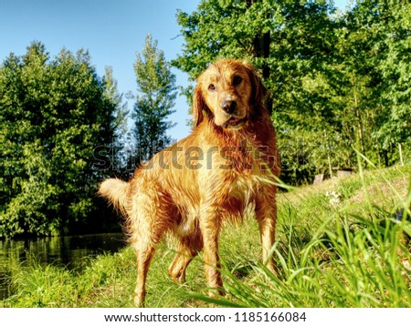 Young golden retriever swim and play at pond. Actions training games with family member and popular dog breed