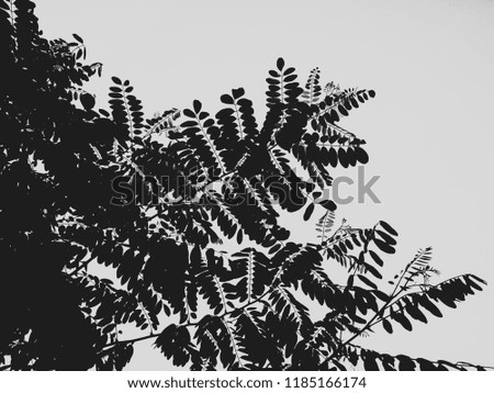 Branches of acacia with leaves on sky background. Silhouette. Black and white photo.