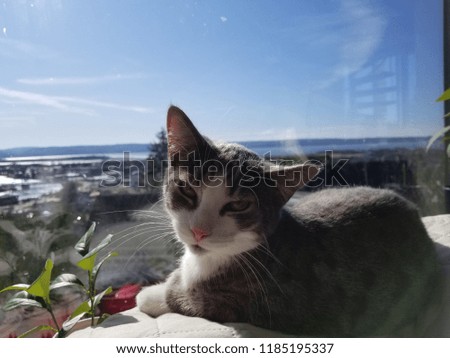 Beautiful grey and white cat smiling for his pic with beautiful background
