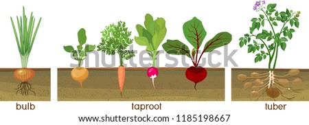 Three different types of root vegetables growing on vegetable patch. Plants showing root structure below ground level Royalty-Free Stock Photo #1185198667