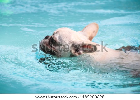white french bull dog training to swim with trainer in pet pool. Royalty-Free Stock Photo #1185200698