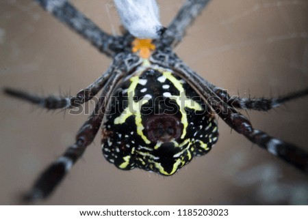 Macro view of Argiope anasuja or Signature Spider is a species of Orb spider builds a web with a zig-zag stabilimentum 