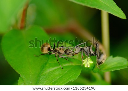 Two black ants on the foliage,  seem like kissing, but what they doing is transfer food or other fluids among each other