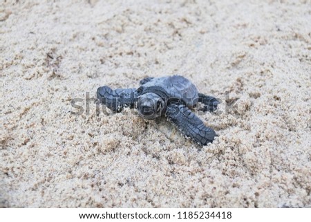 Hatchling Olive Ridley Sea Turtle on the sand beach