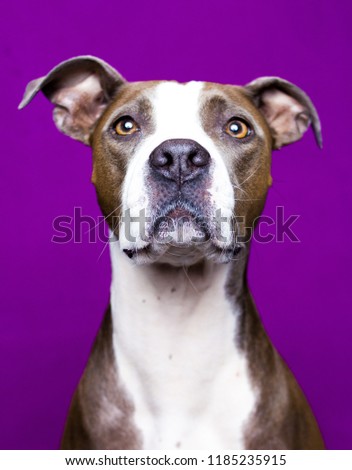 The sweetest and smart pitbull photoshoot ever!
