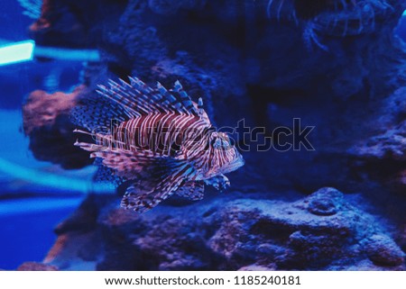 Multicolored aquarium fish, algae and corals in the dark blue water in the oceanic center.