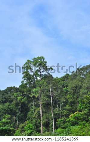 Trees at tropical jungle