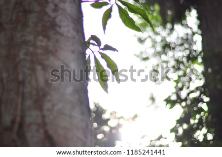 Trees at tropical jungle