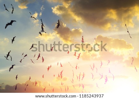 Seagulls fly at cloud sunset sky.