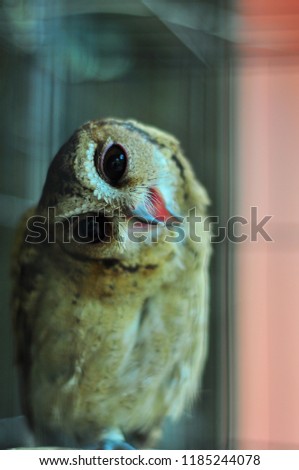 A special pose by an owl from a cage. Selective focus.