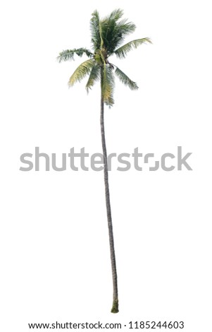 Coconut trees, white background.
