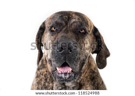 close-up portrait of the big dog