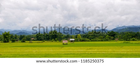 Rice paddies, rice fields in Luang Namtha Laos, Southeast Asia farmland