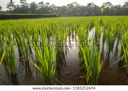 Bautiful rice plant captured at close range, with beautiful light blur effect in the background
