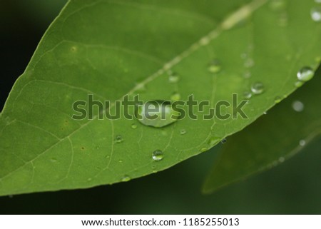 rain drop on plant macro light green zoom