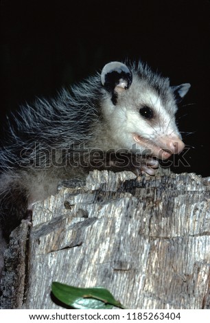 North American Opossum (Didelphis Virginiana)