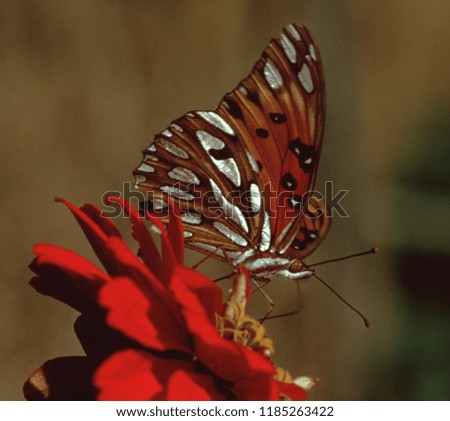 Gulf Fritillary Butterfly (Agraulis Vanillae)