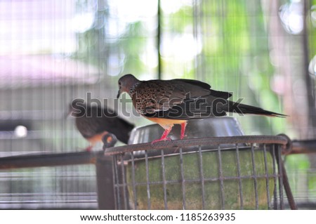 Turtledoves in birdcage