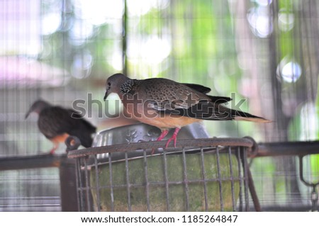 Selectively focused birds in a cage. Turtledoves.