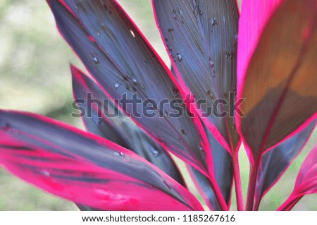 Pink and purple leaves 