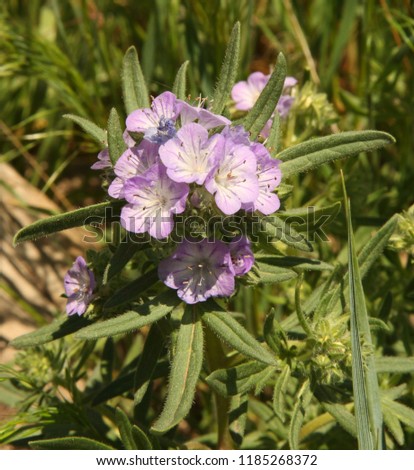 Threadleaf Phacelia (Phacelia linearis) purple wildflower at First Peoples Buffalo Jump State Park, Montana Royalty-Free Stock Photo #1185268372