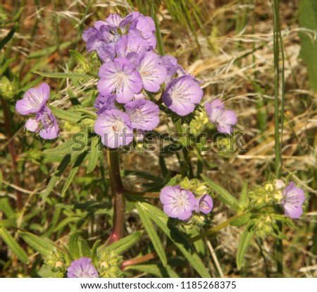 Threadleaf Phacelia (Phacelia linearis) purple wildflower at First Peoples Buffalo Jump State Park, Montana Royalty-Free Stock Photo #1185268375